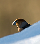 BB 09 0201 / Coccothraustes coccothraustes / Kjernebiter